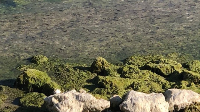 Beyşehir Gölü'nde alg patlaması: Suyun rengi yeşile döndü